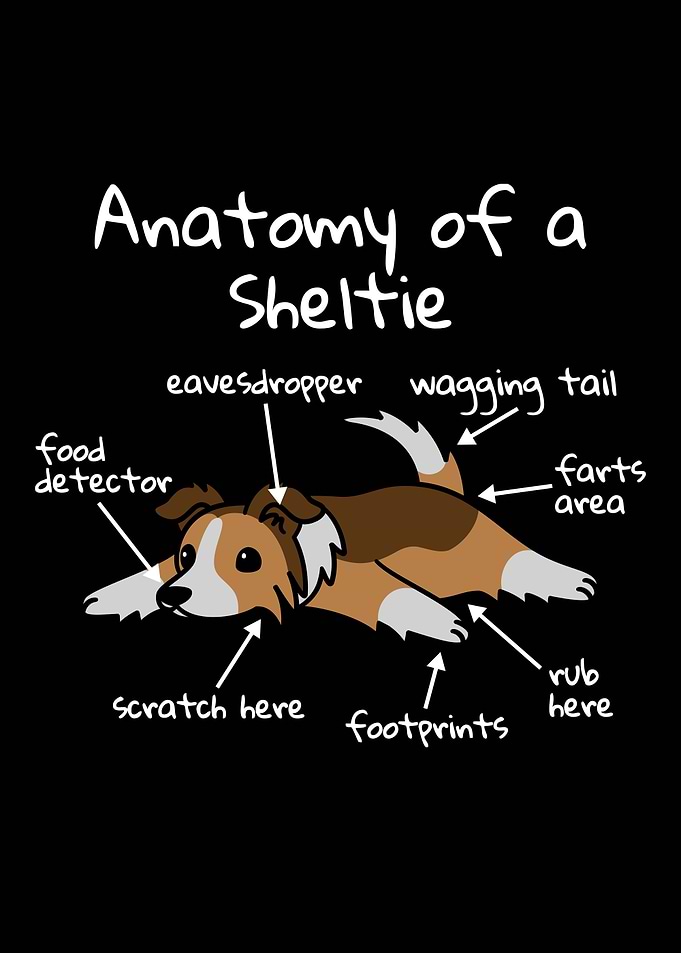 Shetland Sheepdog Anatomy