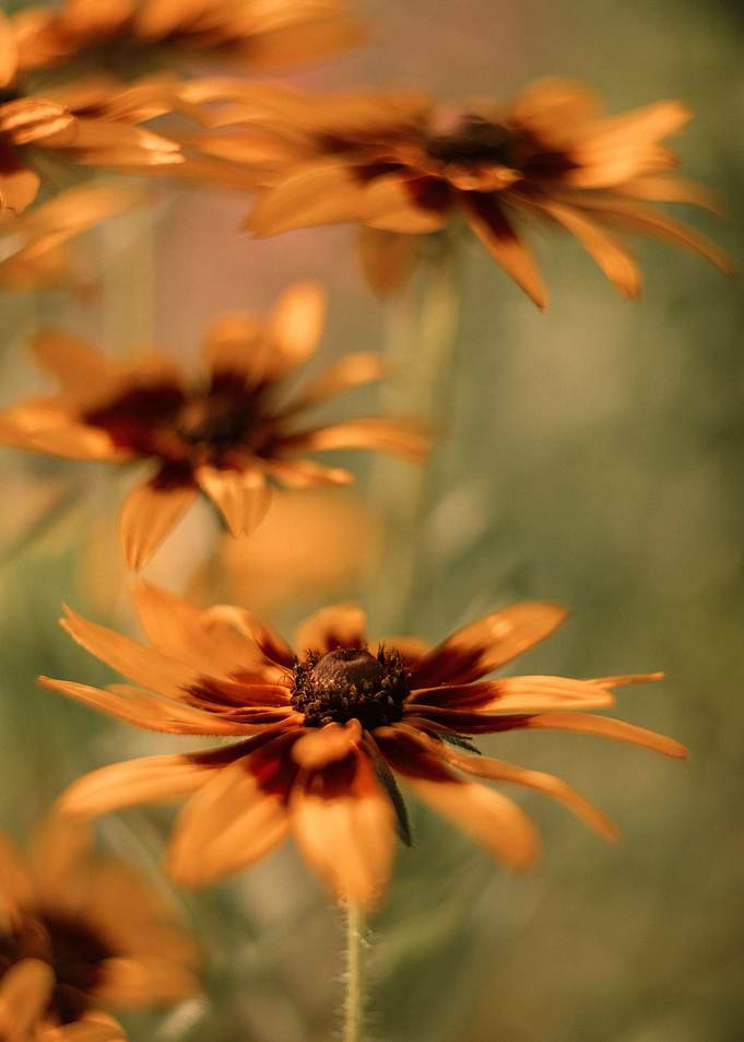 Blooming yellow rudbeckia