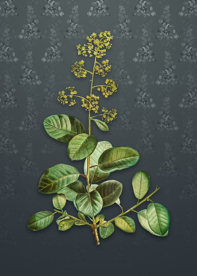 Vintage European Smoketree