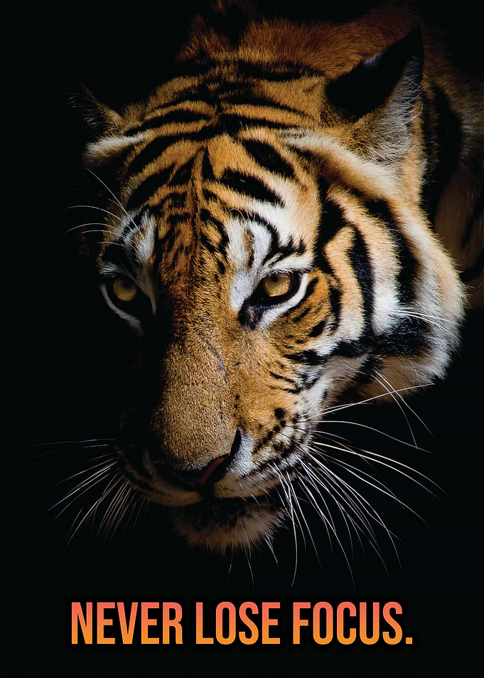 Never Lose Focus Tiger