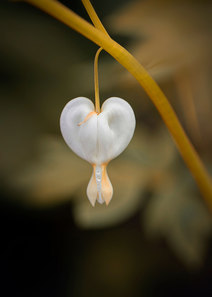White heart flowers, macro