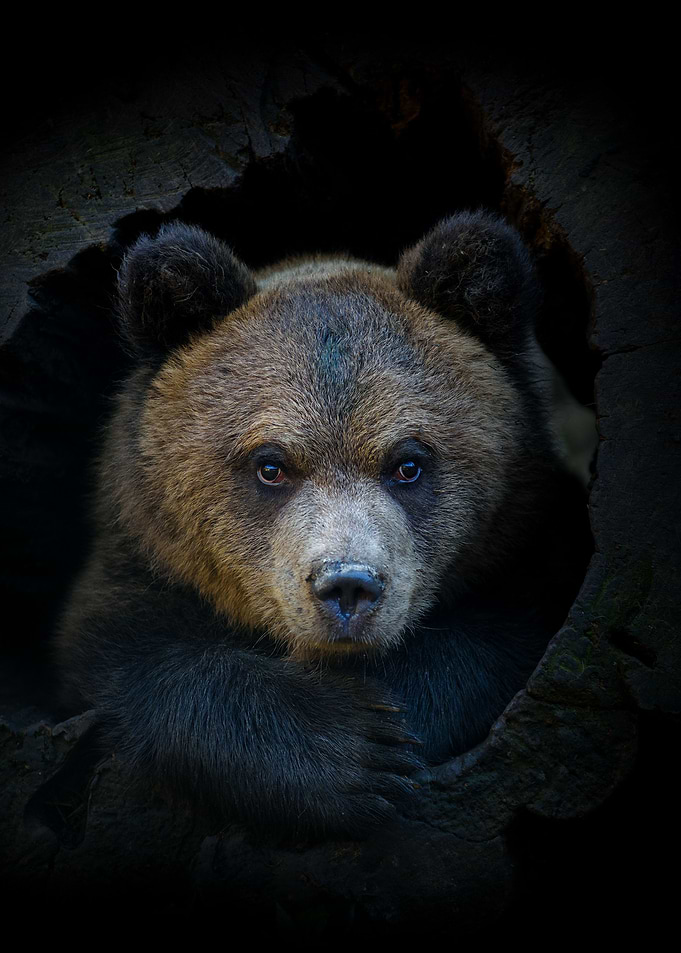 Bear cub in tree trunk