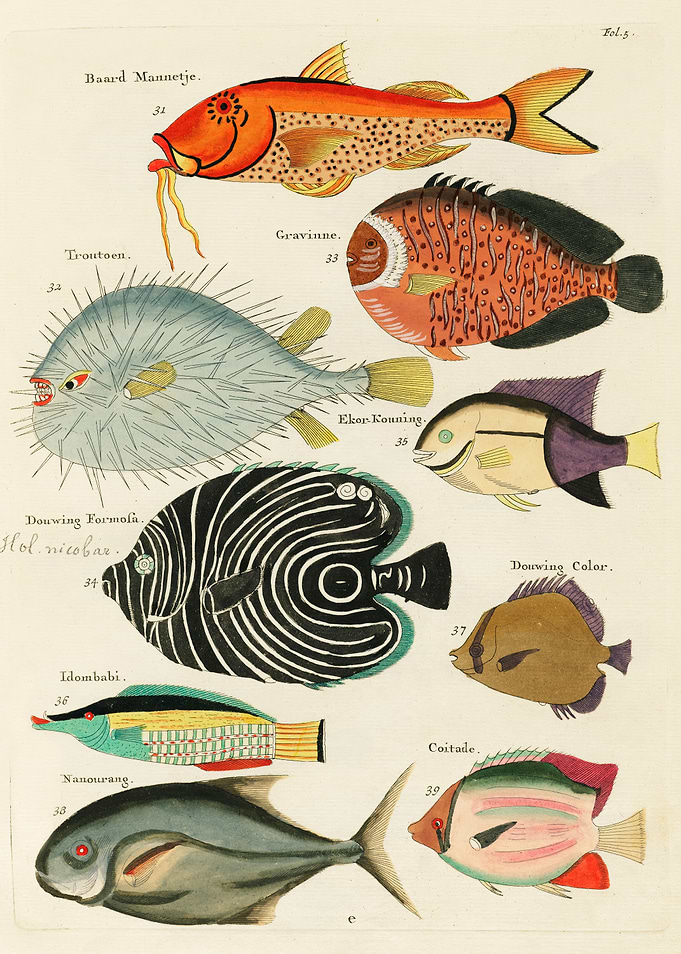 fishes illustrations