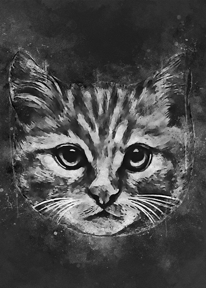 Black Cat