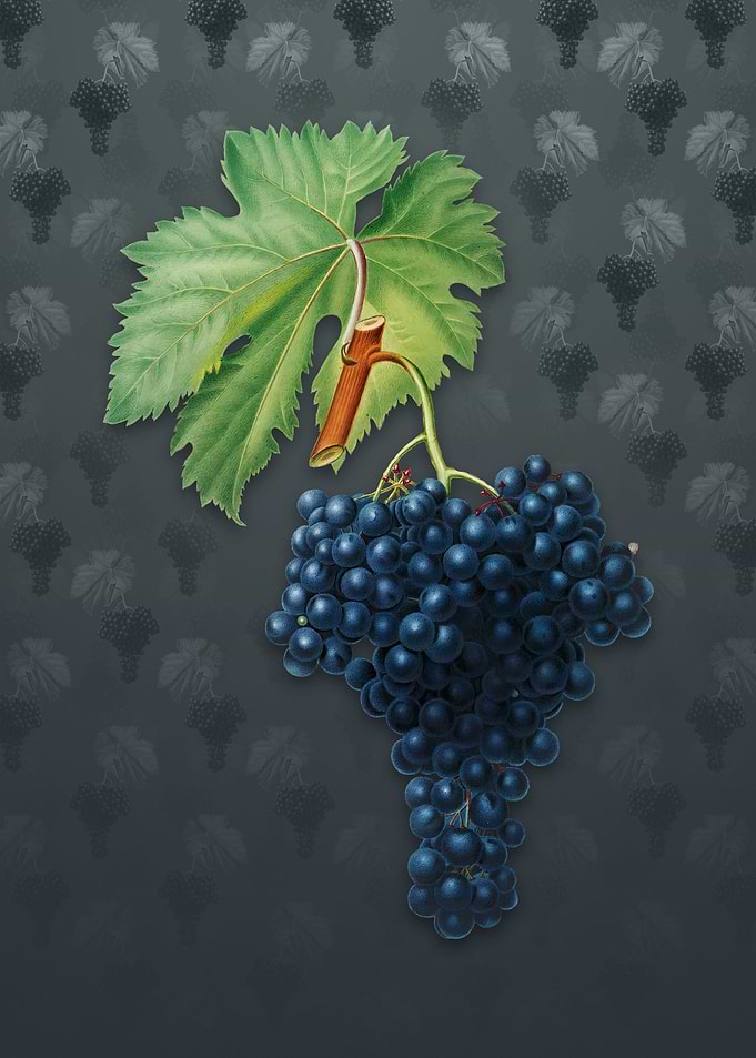Vintage Fuella Grapes