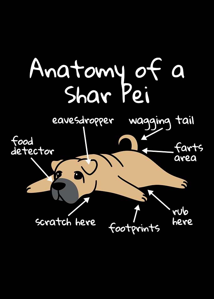 Anatomy Of A Shar Pei
