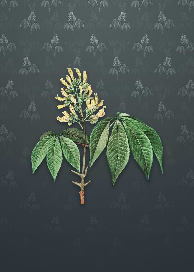 Vintage Yellow Buckeye