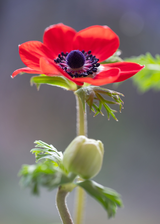 Red anemone flower, macro
