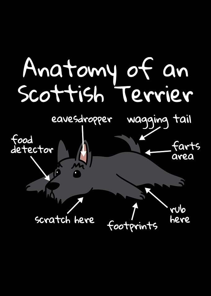 Scottish Terrier Anatomy