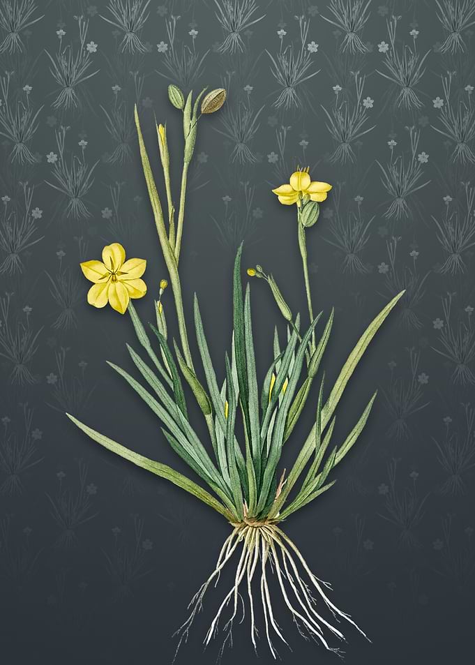 Vintage Yellow Eyed Grass