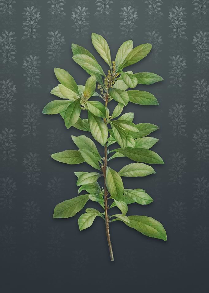Vintage Firetree Plant