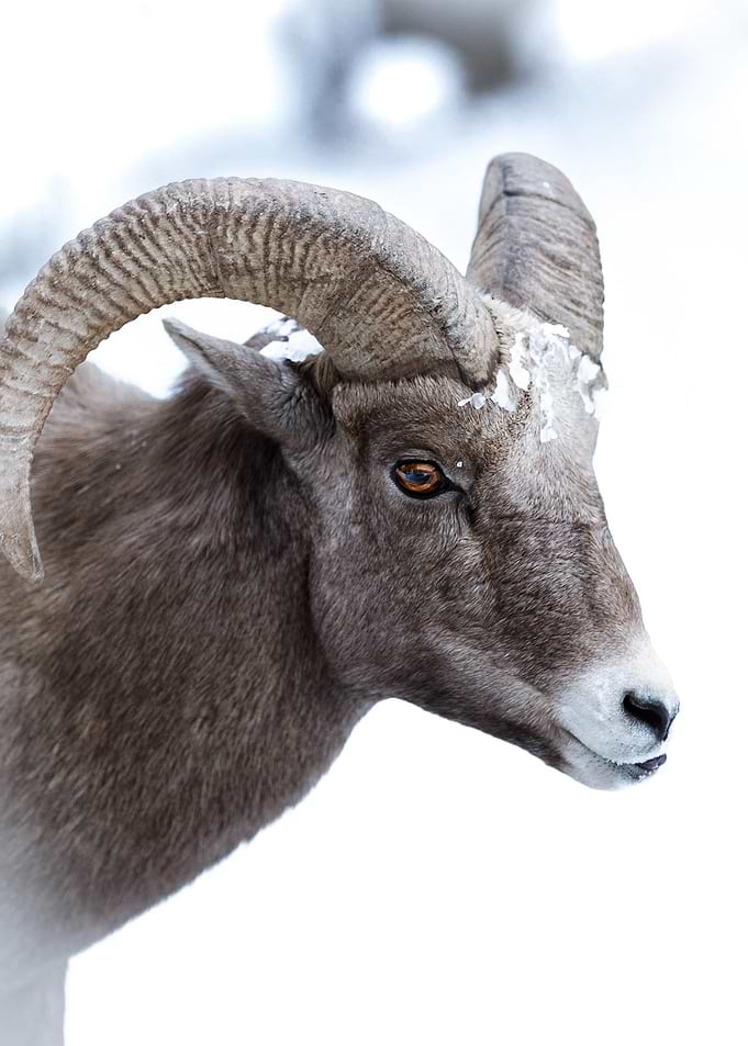 Mountain goat
