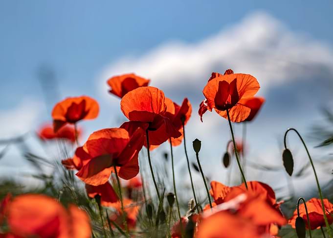 Summer day and poppy field