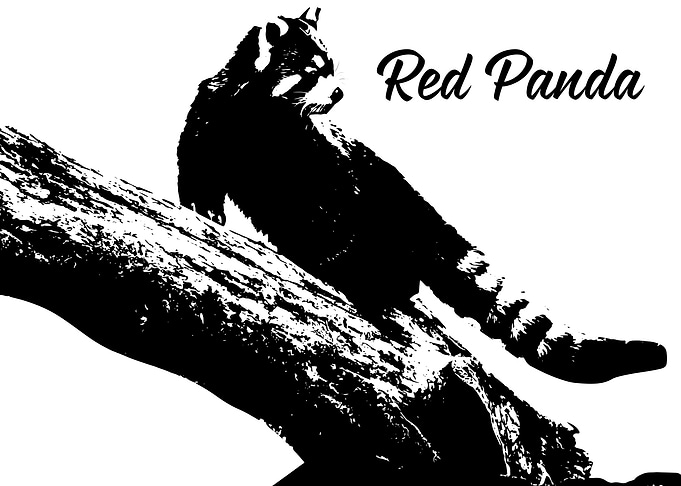 Red Panda