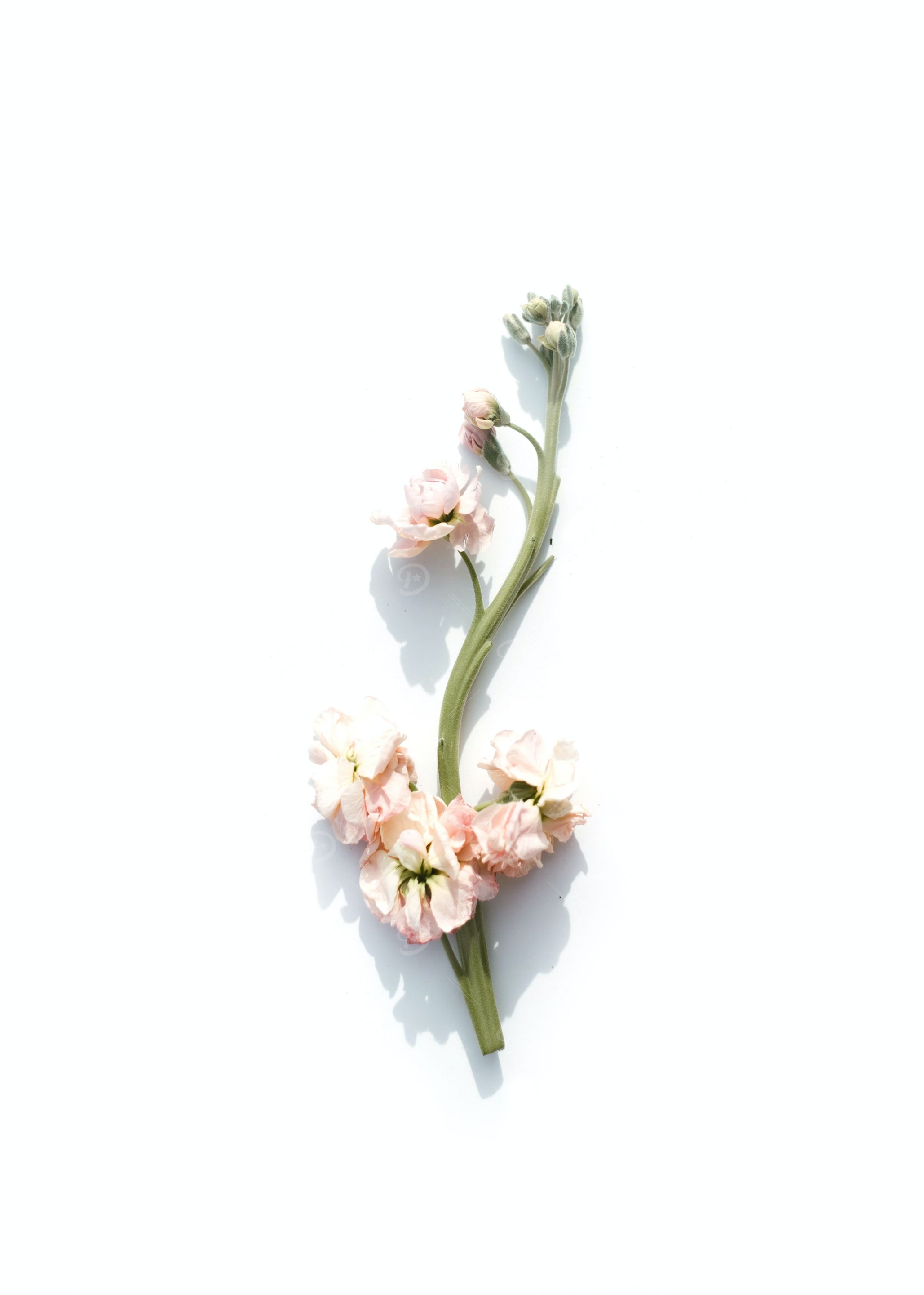 Absolute Floral Minimalism