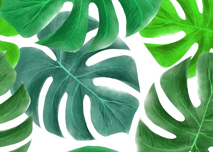 monstera