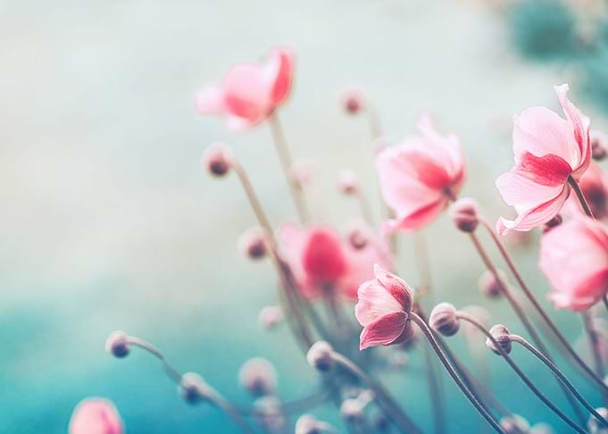 Anemones Flowers