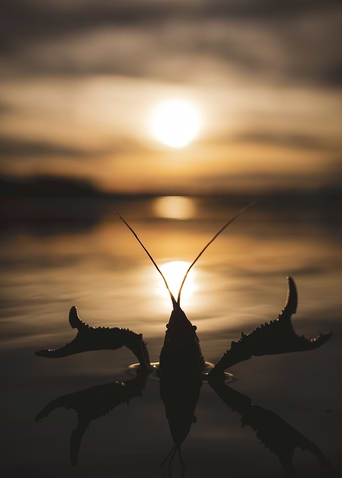 crayfish