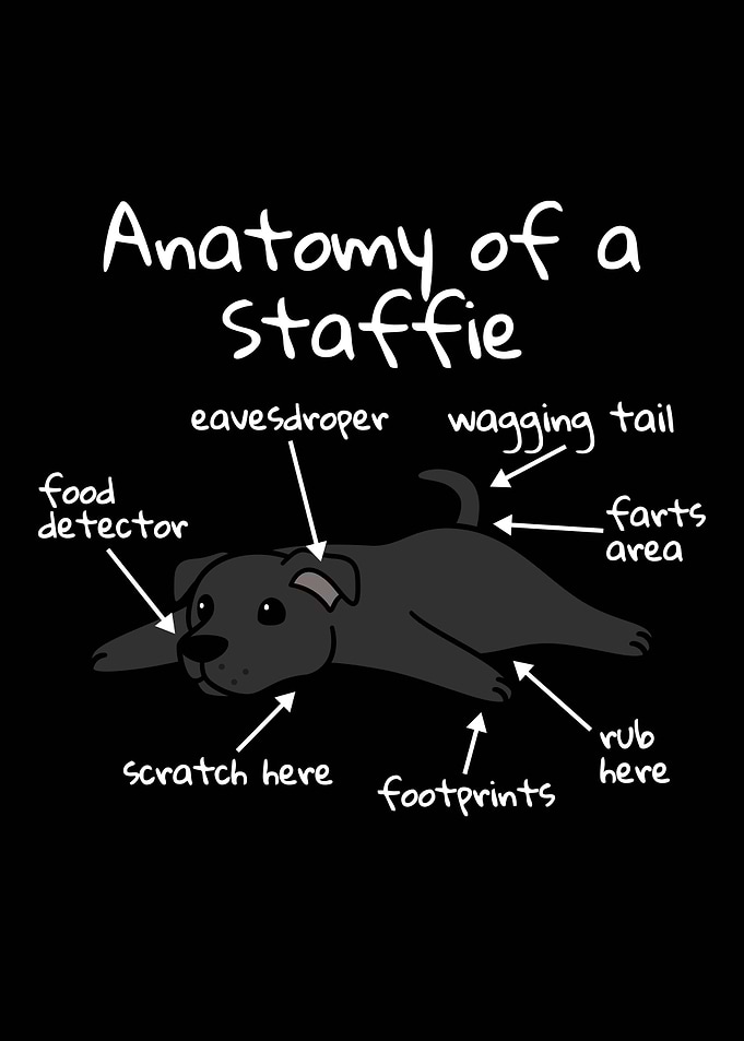 Anatomy Of A Staffy Dog