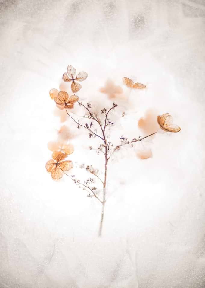 Delicate Floral Flowers