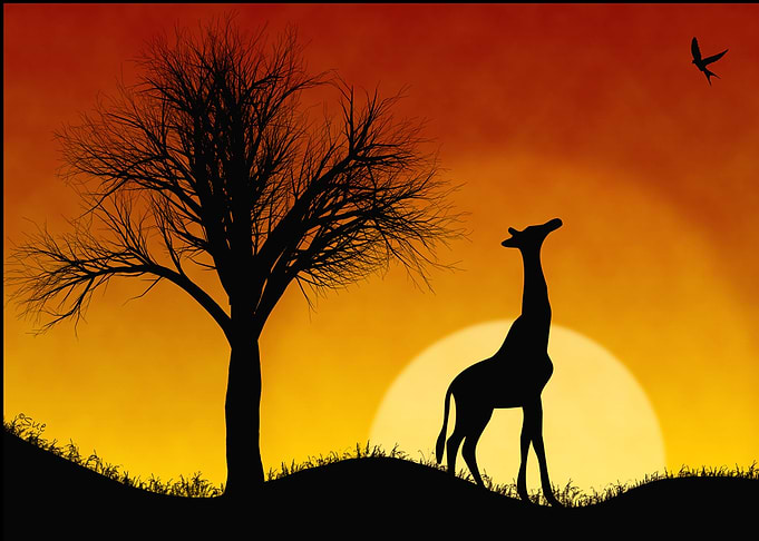 Giraffe Safari At Sunset