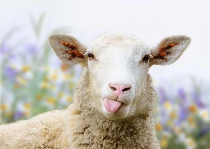 Cheeky Sheep