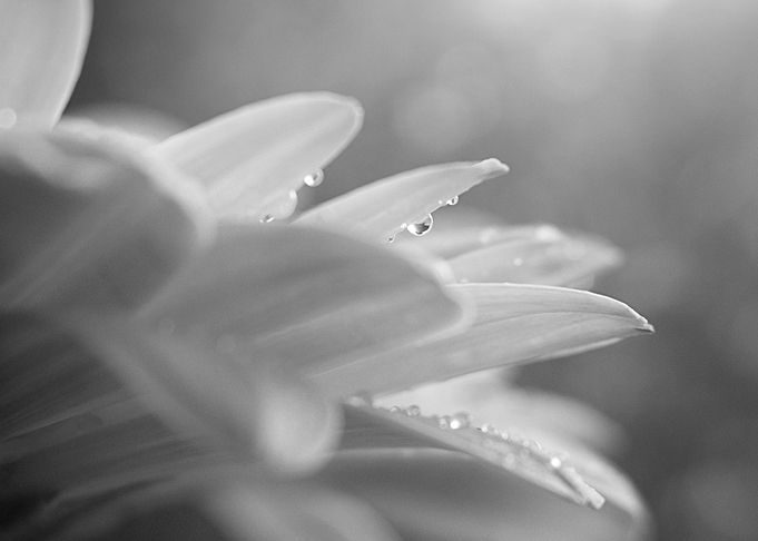macro flower gray