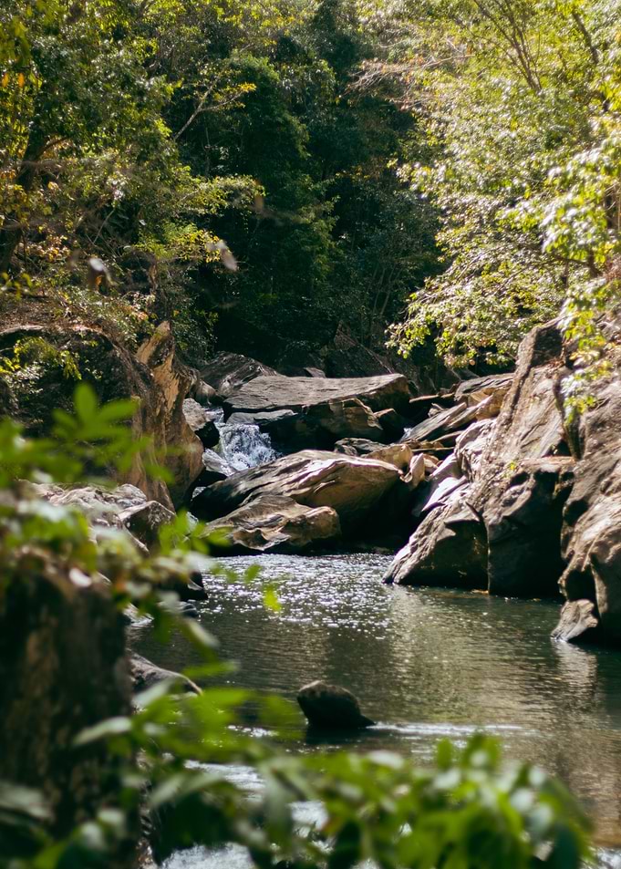 river in the forest
