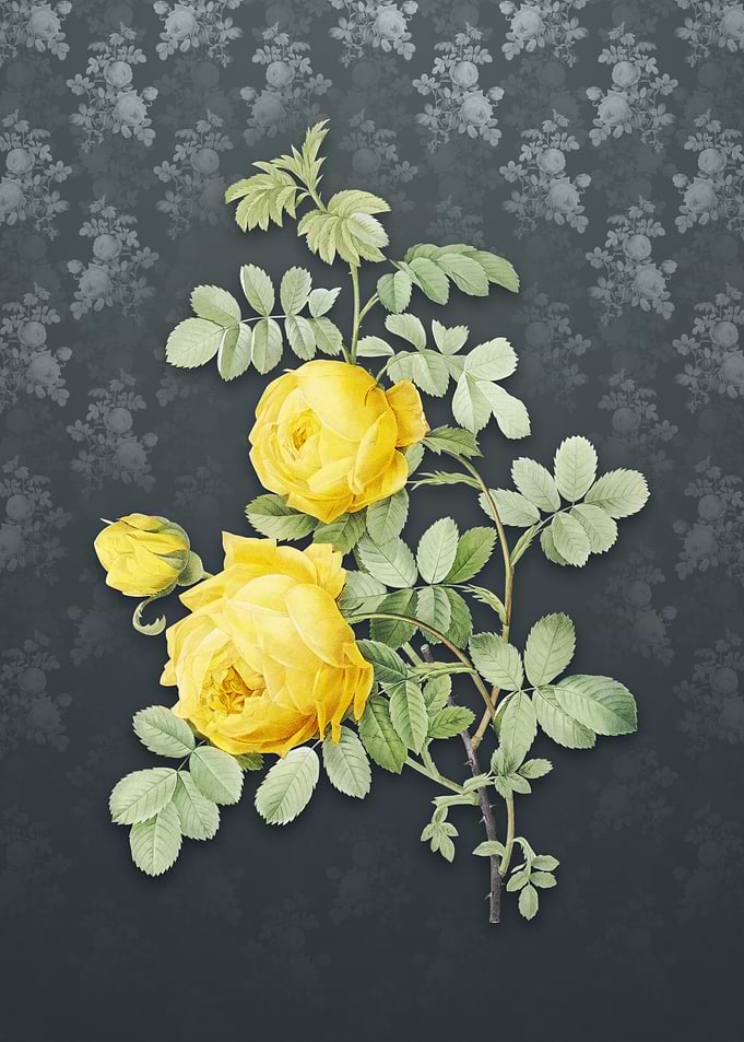 Vintage Sulphur Rose