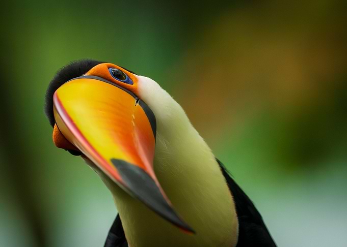 Toucan