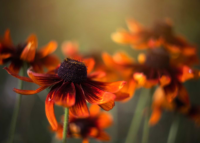 Orange flowers, macro