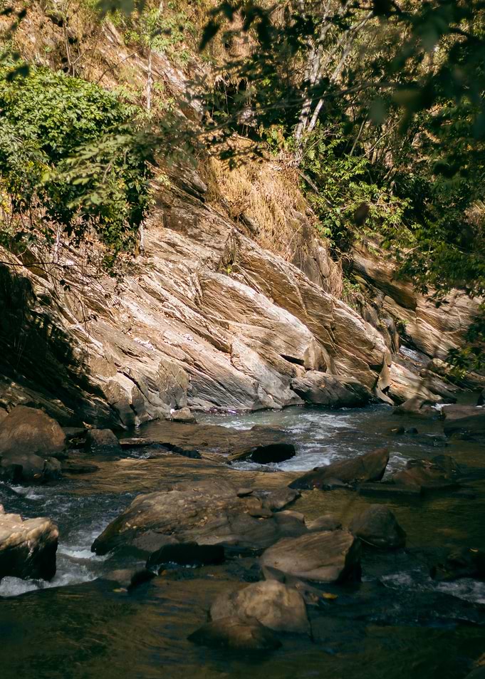 river in the forest