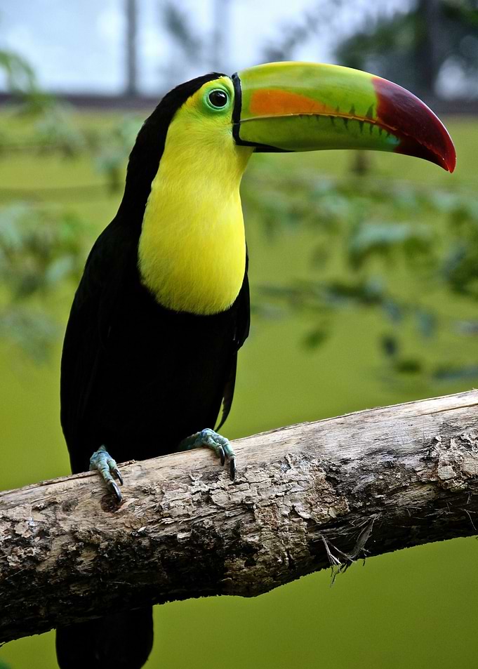 Parrot