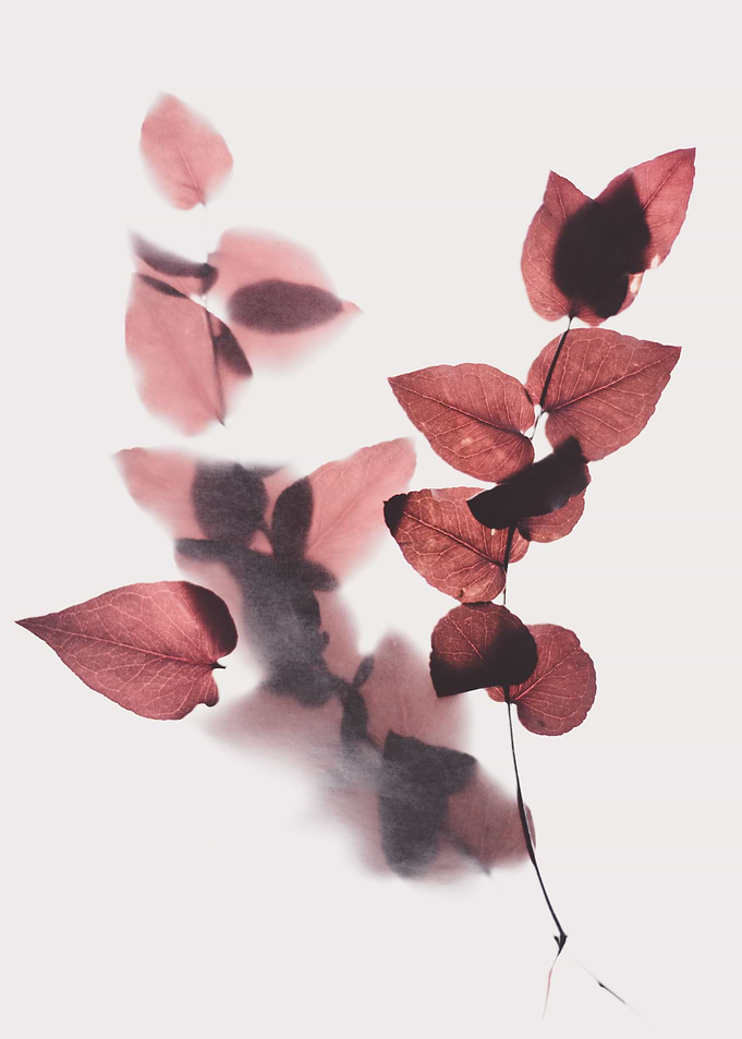 Winter leaves