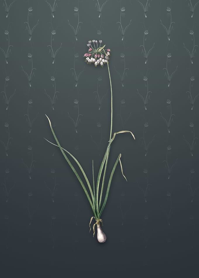 Vintage Nodding Onion