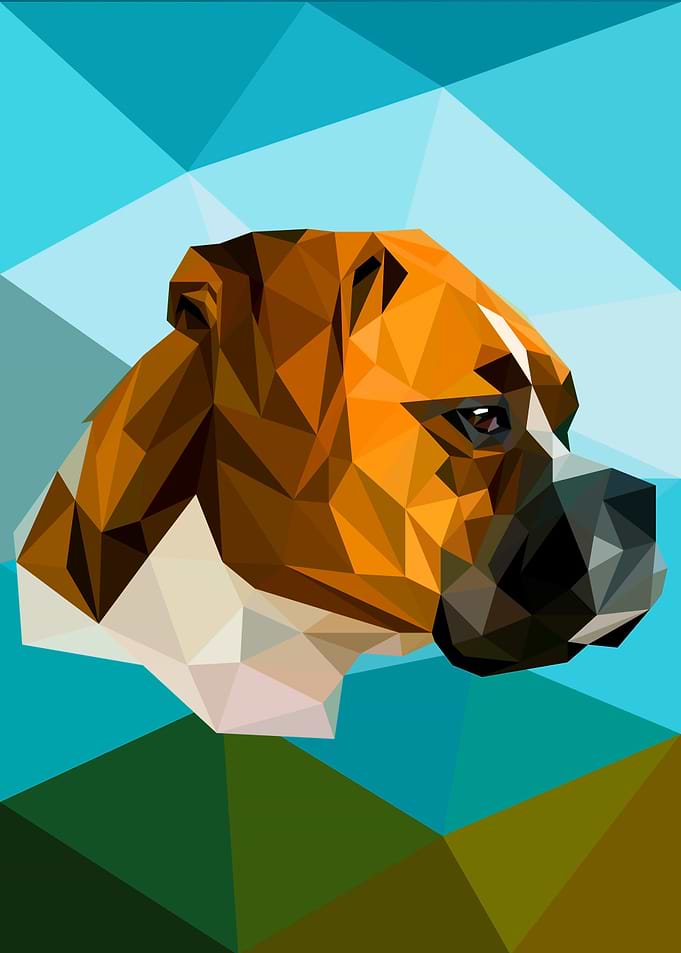 Boxer Dog