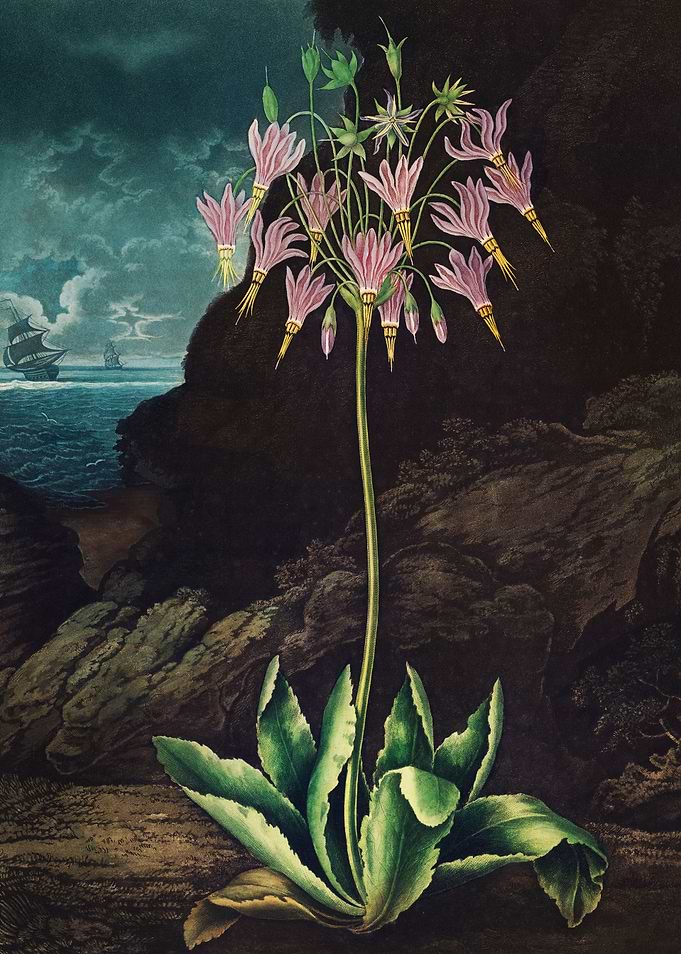 The American Cowslip 1807