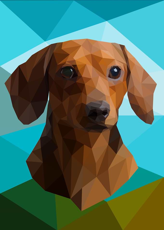 Dachshund