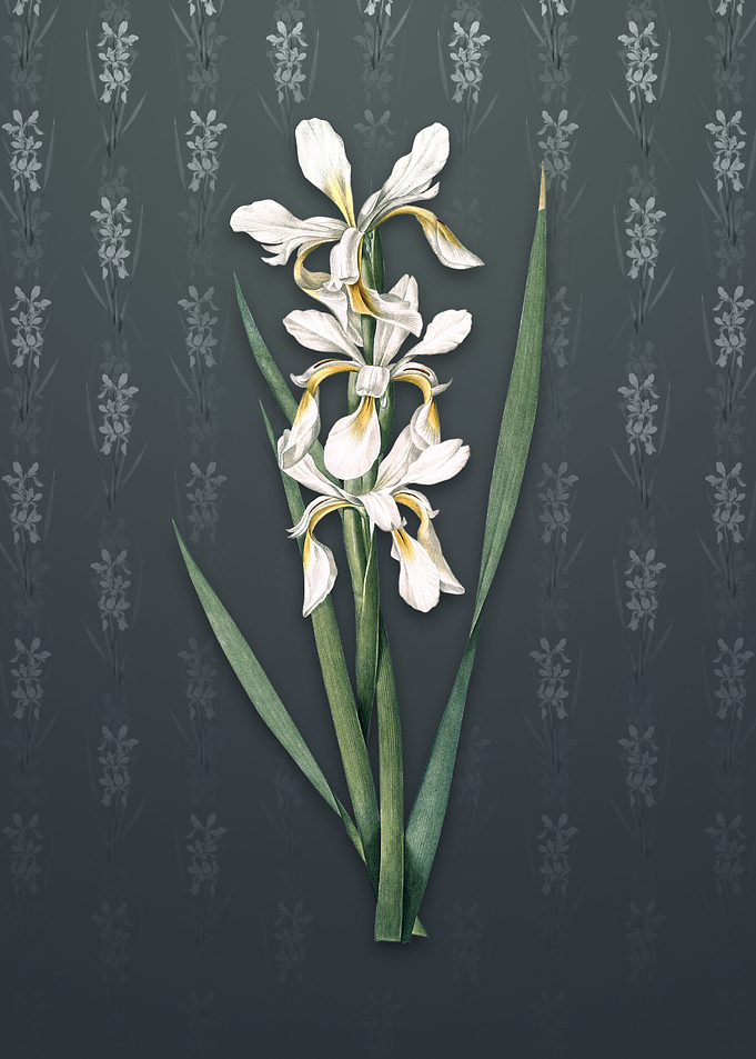 Vintage Yellow Banded Iris