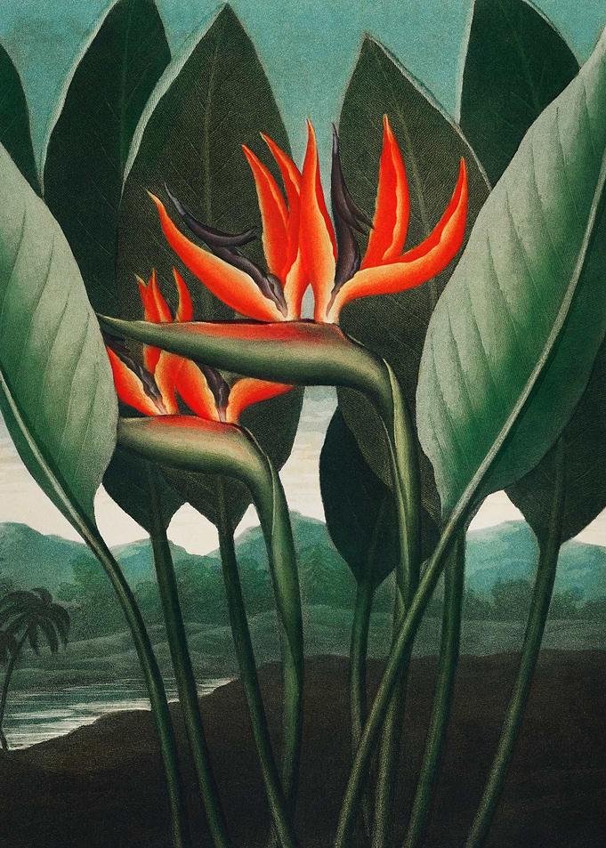 The Queen Plant 1807