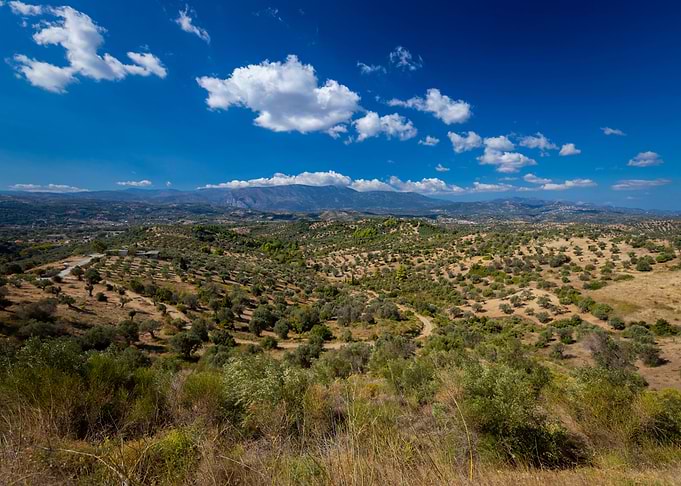 Olive grove Greece view