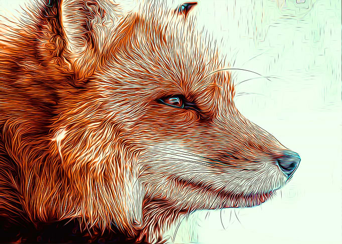 Fox