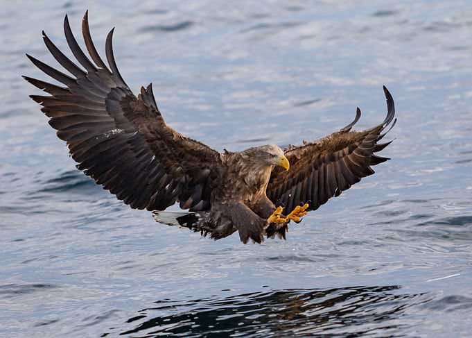 In for the Catch