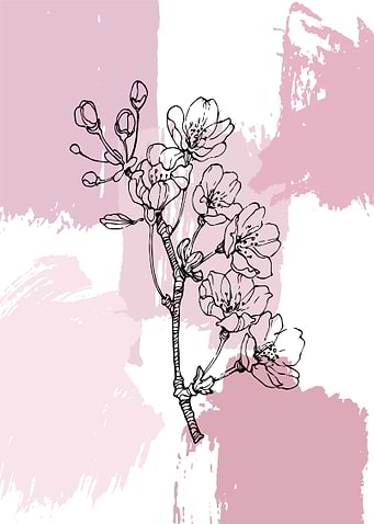 Sakura blossoms
