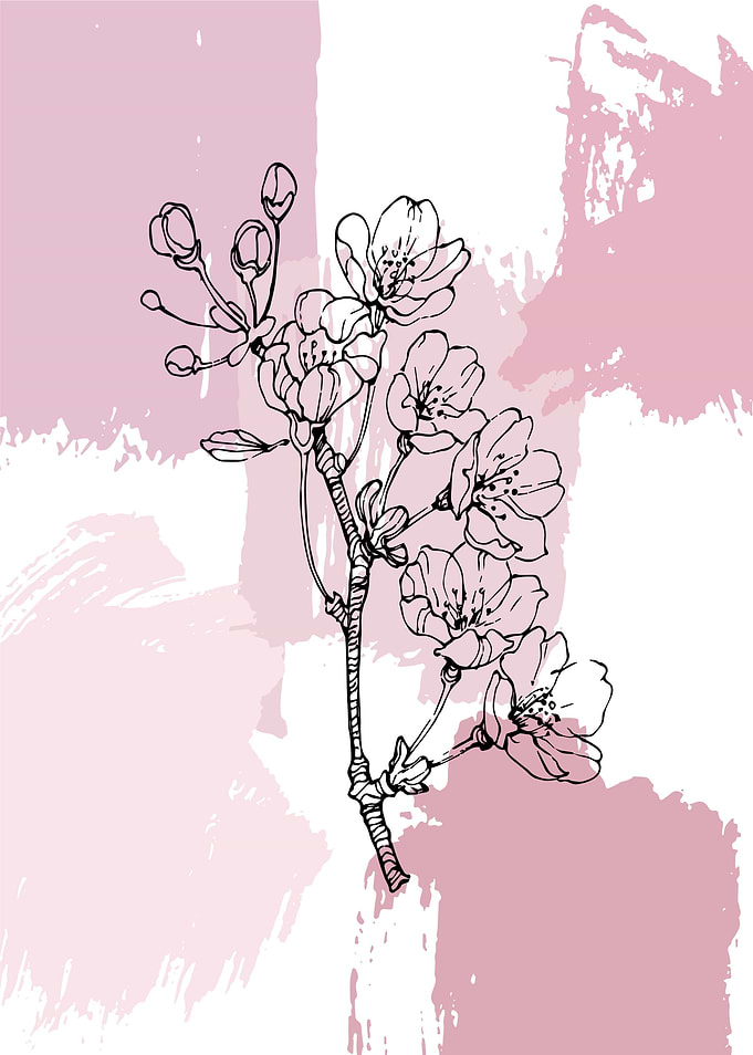 Sakura blossoms