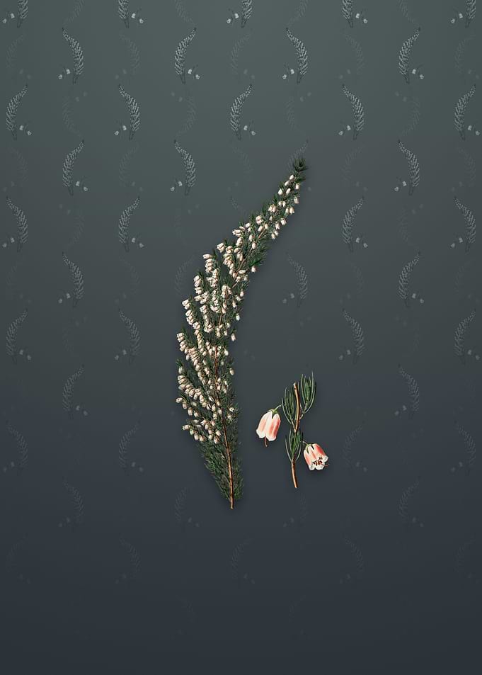 Bell Bearing Heath Flower