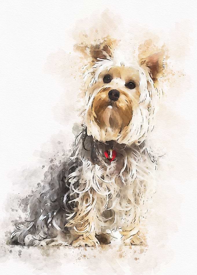 Yorkshire terrier dog