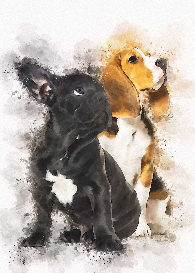 Young beagle and black