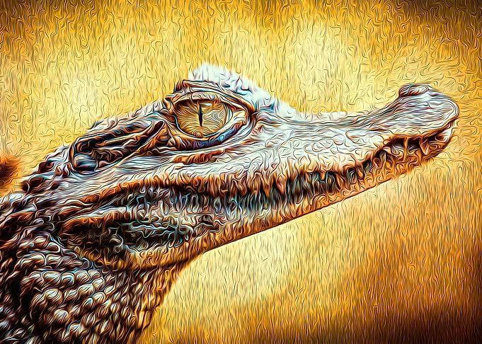 Crocodile
