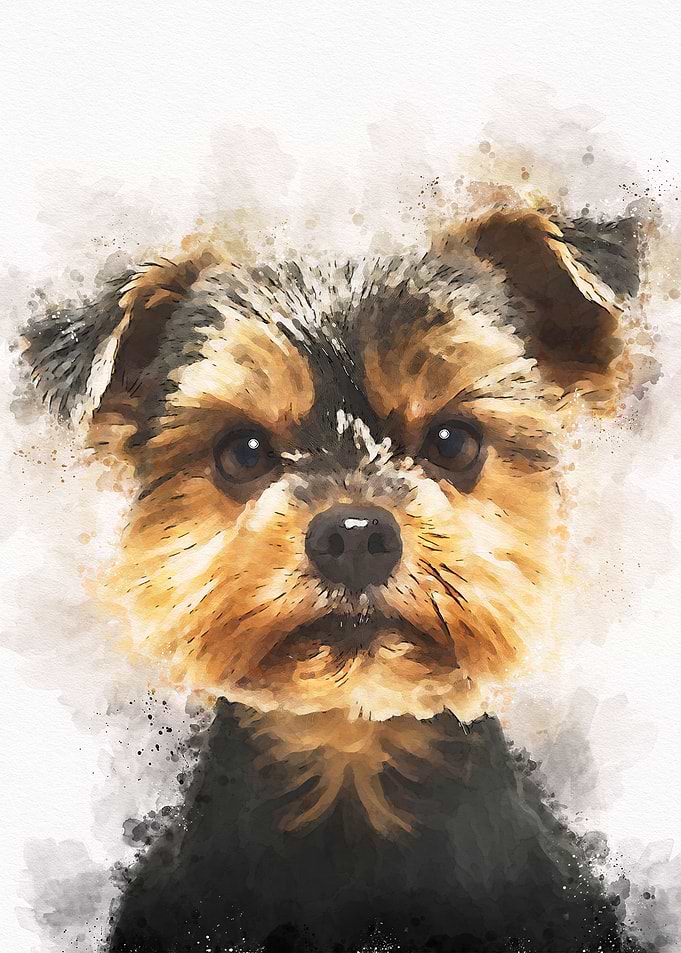 Yorkshire Dog